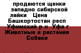 продаются щенки западно-сибирской лайки › Цена ­ 4 000 - Башкортостан респ., Уфимский р-н, Уфа г. Животные и растения » Собаки   